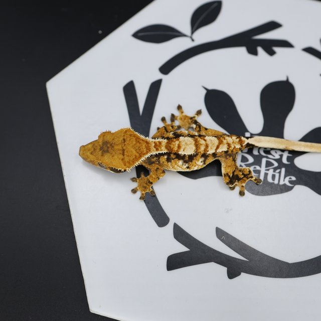 Normal Tri Extreme Harlequin White Spot Tangerine White Pin