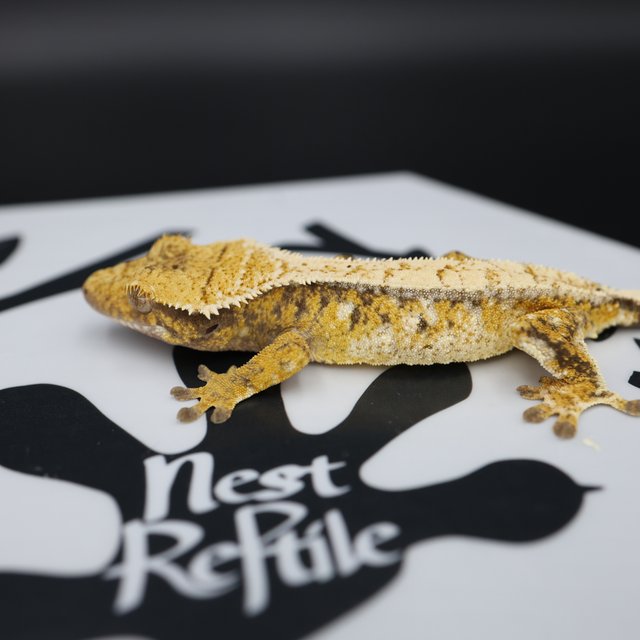 트라이 익스트림할리퀸 화이트스팟 화이트핀 노멀