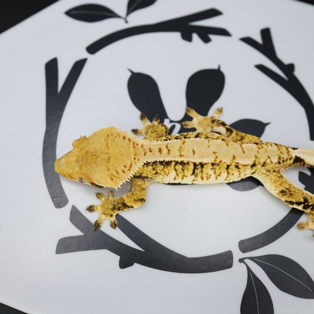 Tri Extreme Harlequin White Pin White Spot Normal