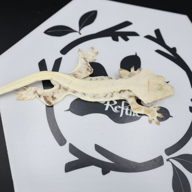 Lilly White White Spot Drippy Solid Back White Pin