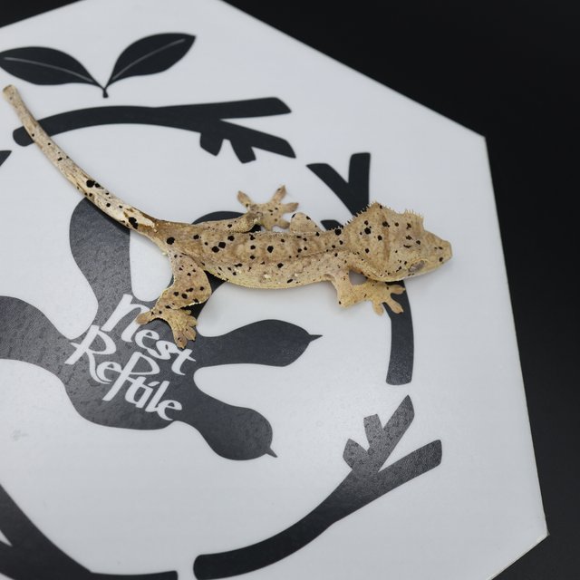 Dalmatian Super Dalmatian Altitude Normal