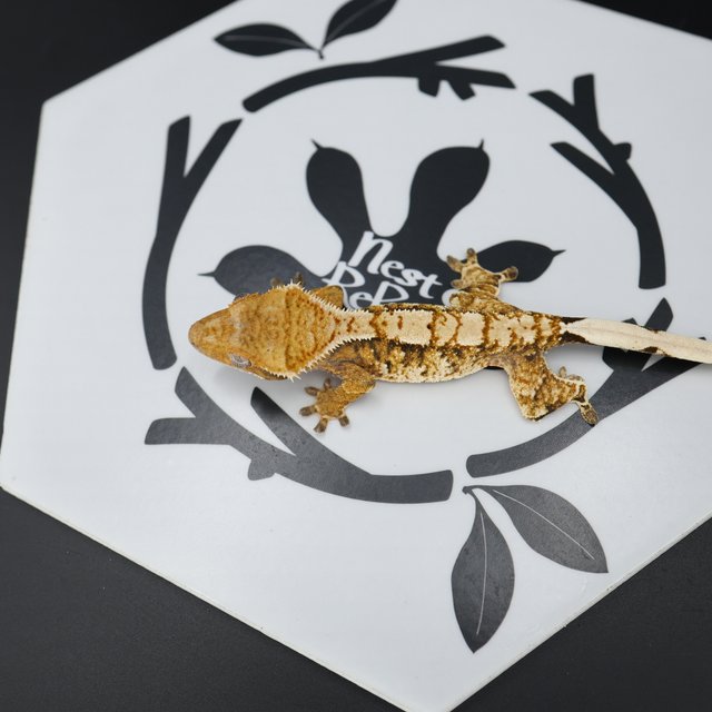 Normal Tri Extreme Harlequin Tangerine White Spot White Pin