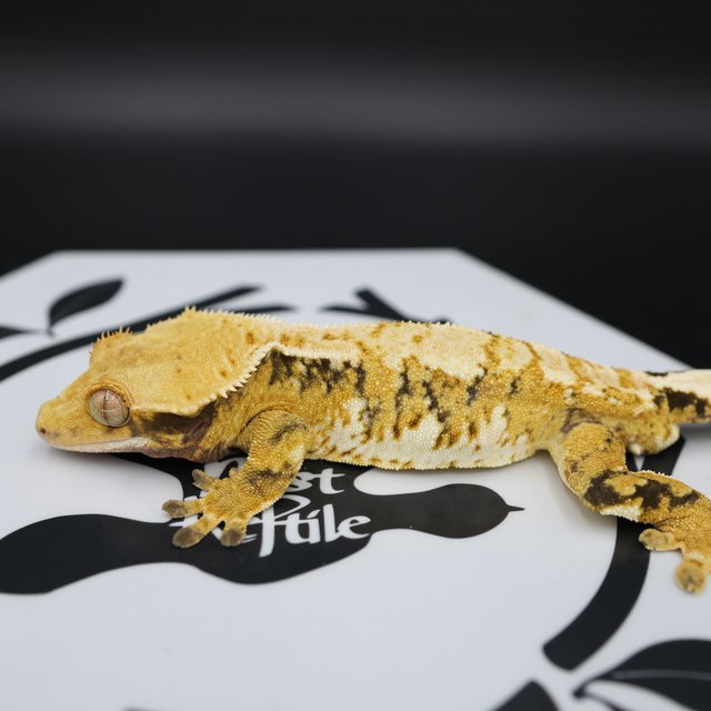 Tri Extreme Harlequin White Pin Normal