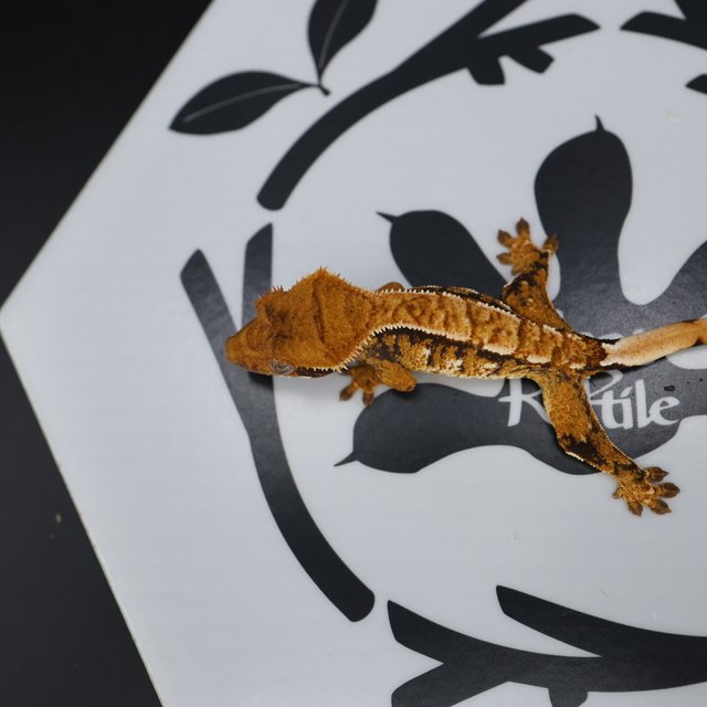 Normal Tri Extreme Harlequin White Pin White Spot Tangerine