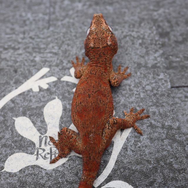 레드 블로치드