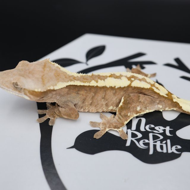 Normal Cappuccino White Spot White Pin