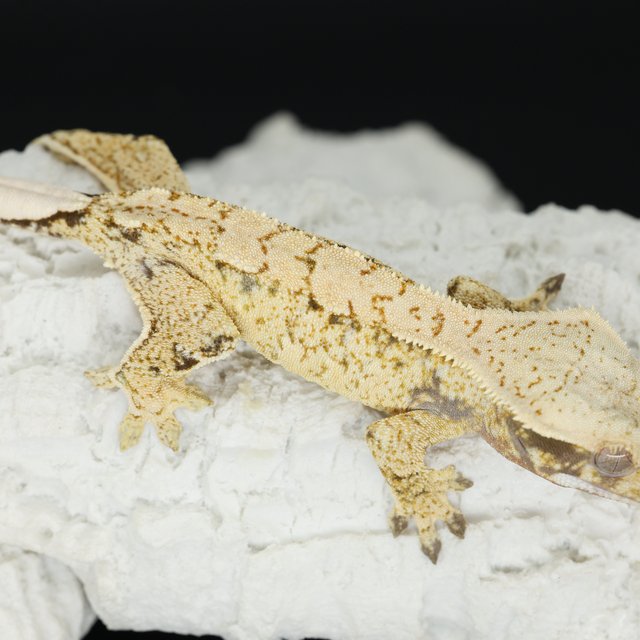 Normal Tri Drippy White Spot Extreme Harlequin White Pin