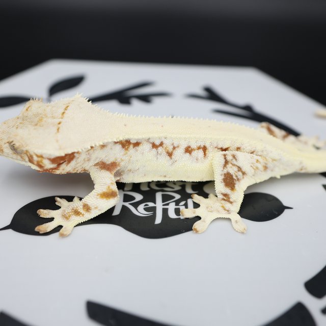 Normal Drippy Red Solid Back White Spot White Pin