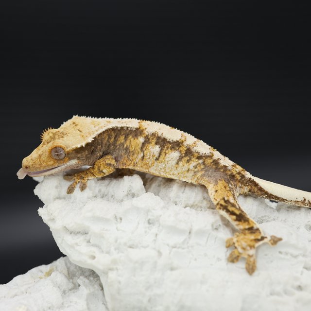 Tangerine Tri Extreme Harlequin White Spot Drippy White Crown