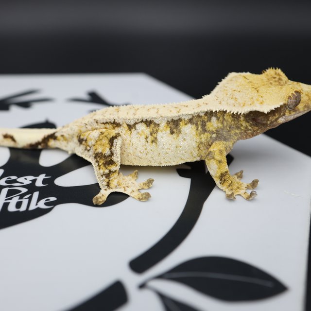 Normal Tri Drippy Extreme Harlequin White Spot White Pin