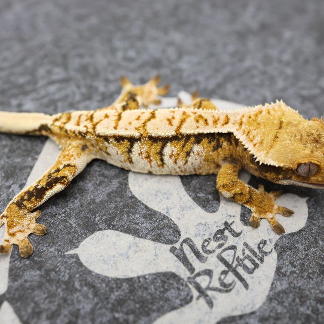Normal White Spot Full Pinstripe Tri White Pin Extreme Harlequin