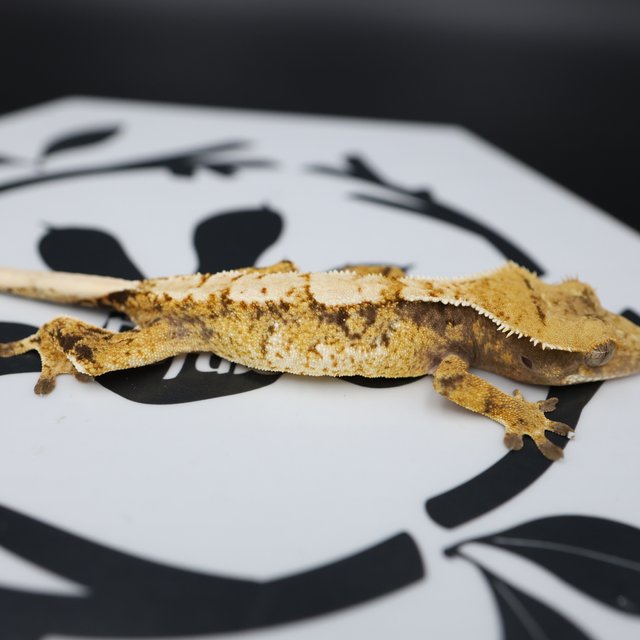 Normal Tri Extreme Harlequin White Spot White Pin