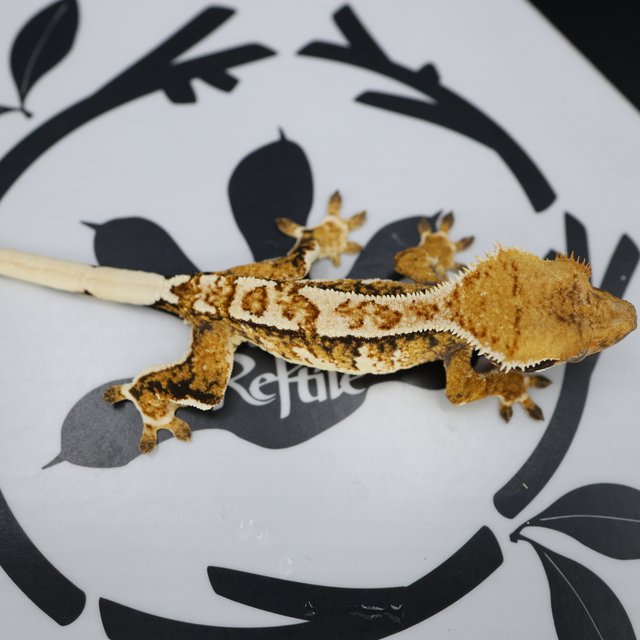 Tri Extreme Harlequin Tangerine White Pin White Spot Normal