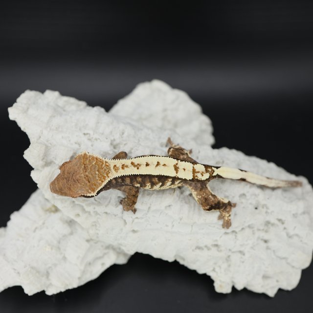 Tri White Pin White Crown White Spot Sable