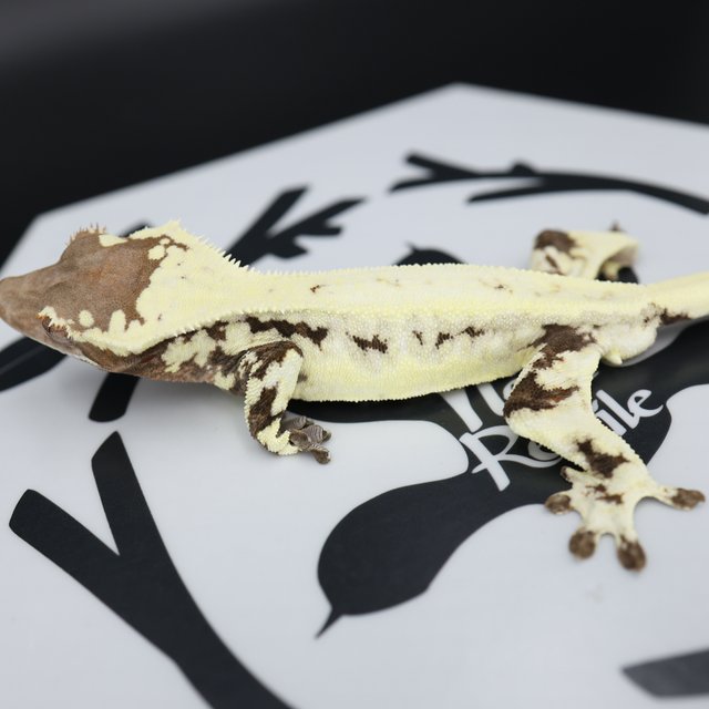 Frappuccino Drippy Solid Back White Spot White Pin Full Pinstripe