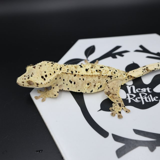 Dalmatian Super Dalmatian Normal