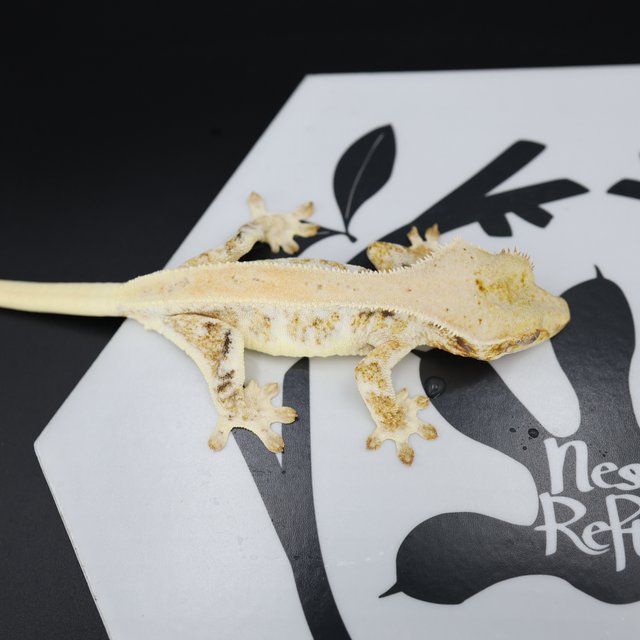 Lilly White White Spot Drippy Solid Back Full Pinstripe White Pin