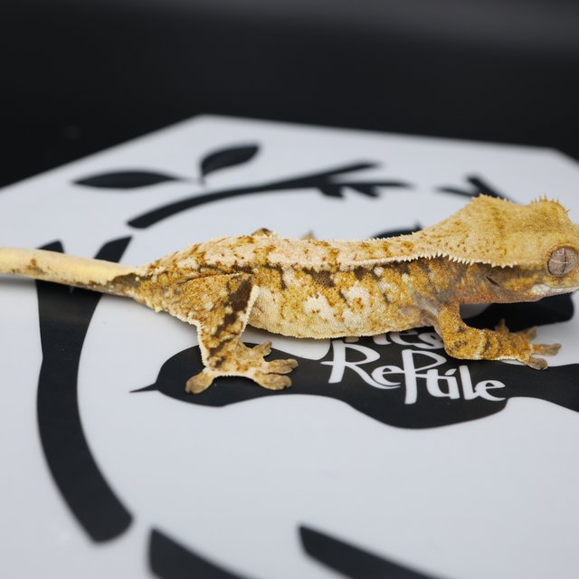 Tri Extreme Harlequin White Pin White Spot Normal