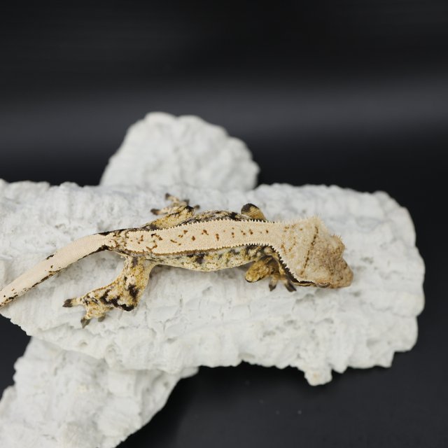 Tri Extreme Harlequin Quad Drippy White Spot White Crown