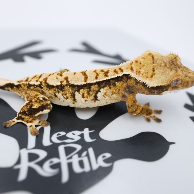 Normal Tri Extreme Harlequin White Spot Solid Back