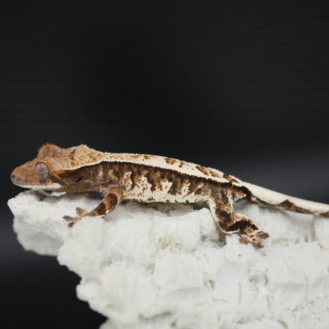 Sable Tri White Pin White Crown White Spot