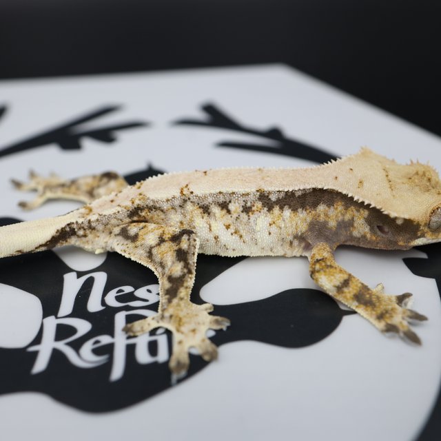 Normal Tri Drippy White Spot Extreme Harlequin White Pin