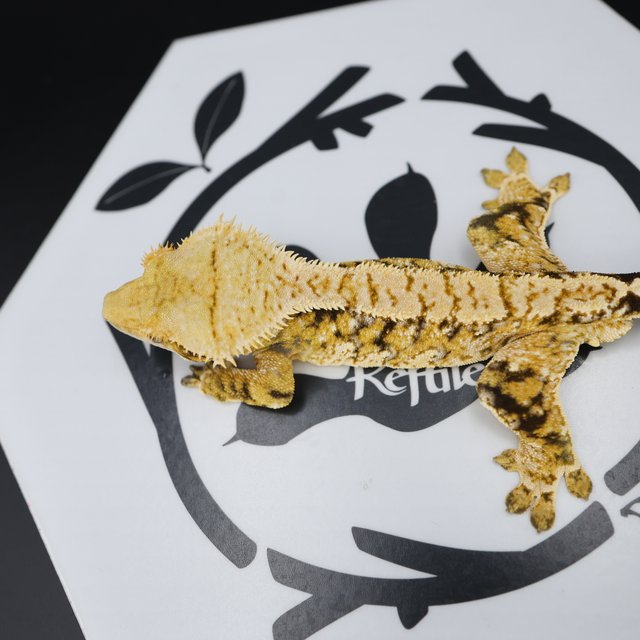 Tri Extreme Harlequin White Pin White Spot Normal