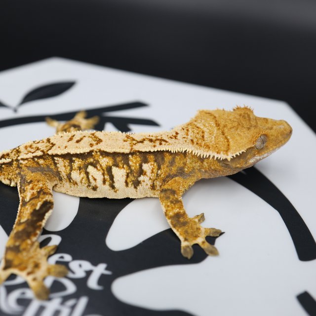 Normal Tri Extreme Harlequin White Pin White Spot Tangerine