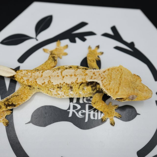 Tri Extreme Harlequin White Pin White Spot Normal