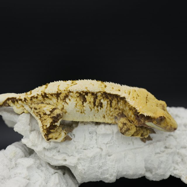 Tri Extreme Harlequin White Spot White Pin White Crown