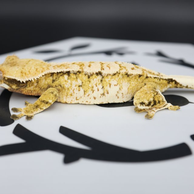 Normal Tri Extreme Harlequin White Spot Full Pinstripe Pinstripe