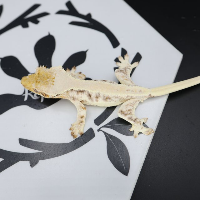 Lilly White Solid Back Drippy White Spot Full Pinstripe White Pin