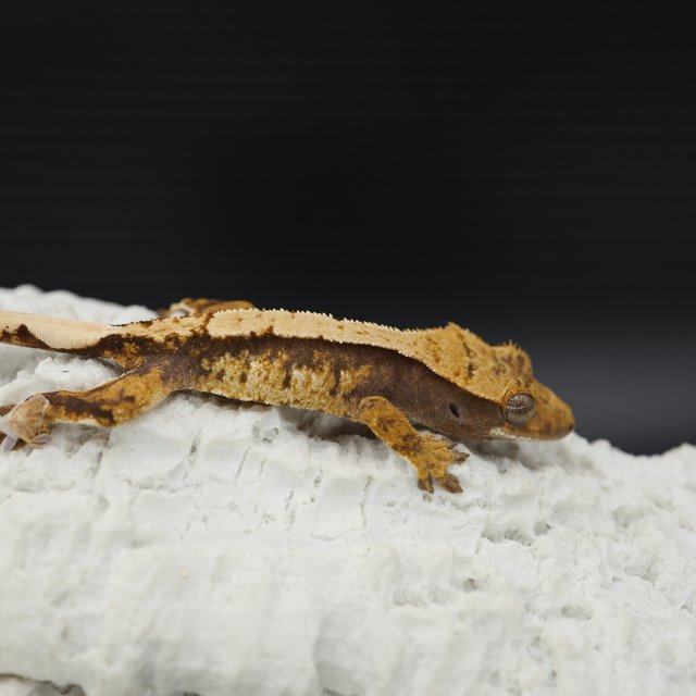 Tri White Spot Extreme Harlequin White Pin