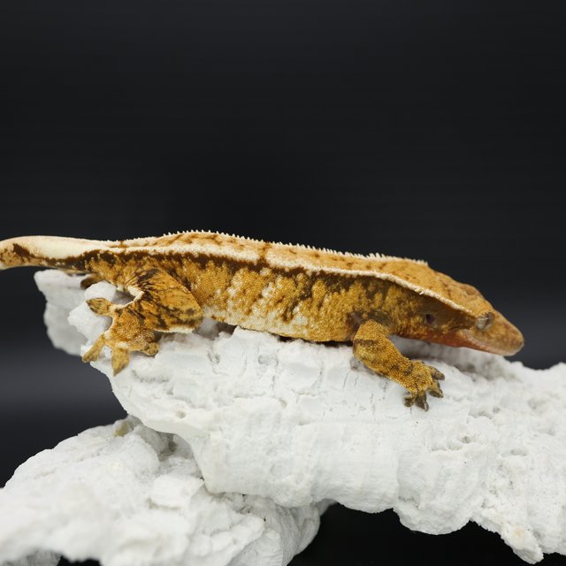 Tangerine Tri Extreme Harlequin White Crown White Pin White Spot