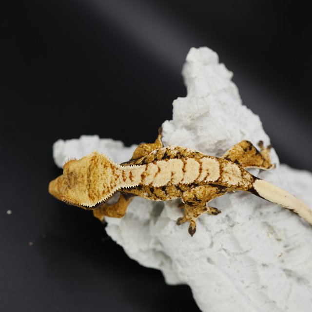 트라이 텐저린 화이트스팟 화이트크라운 솔리드백 드리피