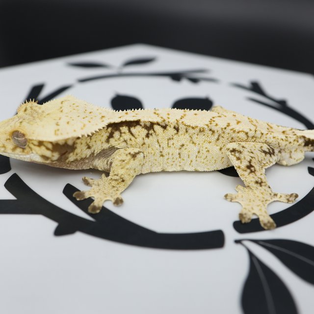 Normal Tri Drippy Extreme Harlequin White Spot White Pin