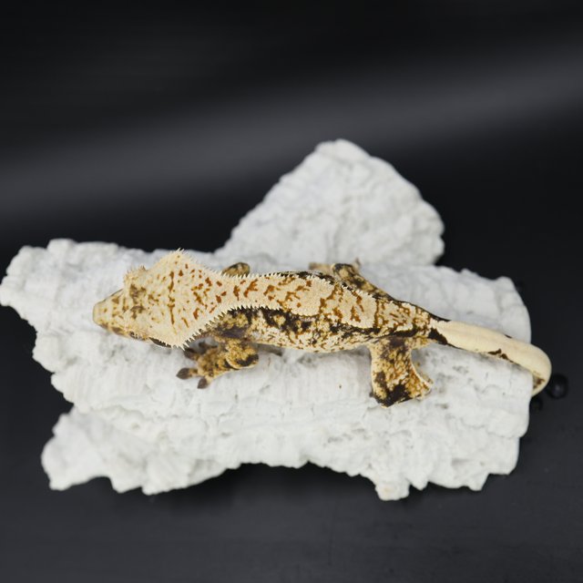 트라이 익스트림할리퀸 화이트스팟 화이트핀 드리피