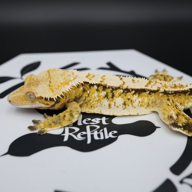 Tri Extreme Harlequin White Pin White Spot Normal