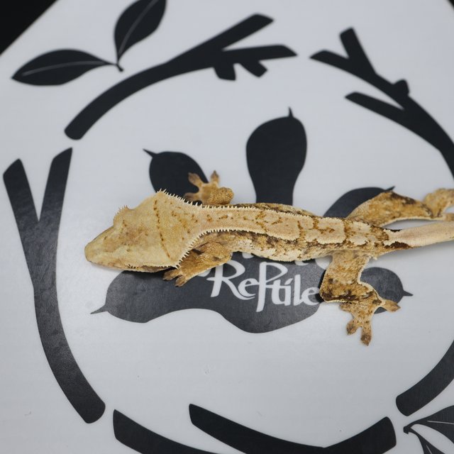 Normal Tri Extreme Harlequin Pinstripe White Spot White Pin