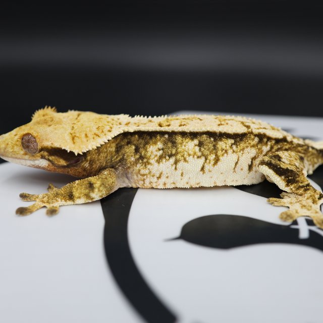 Tri Extreme Harlequin White Pin White Spot Normal