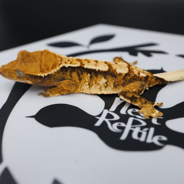 Normal Tri Extreme Harlequin White Spot Tangerine