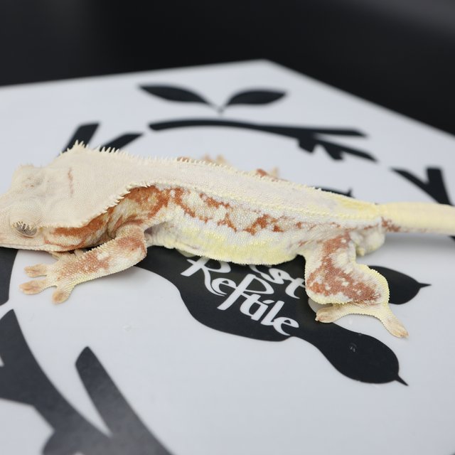 Lilly White Drippy Solid Back Full Pinstripe White Spot Red