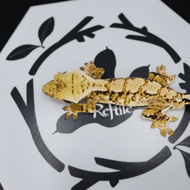 Tri Extreme Harlequin White Pin White Spot Normal