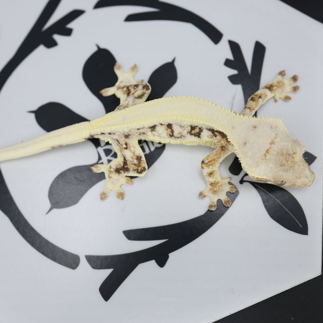 Lilly White Drippy White Spot Full Pinstripe White Pin