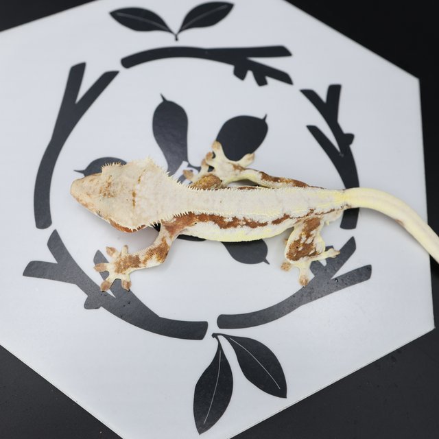 Lilly White Red Drippy Solid Back White Spot White Pin