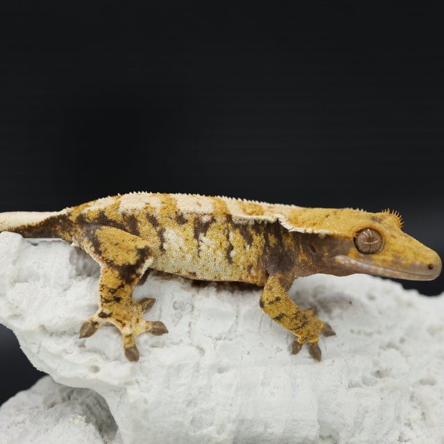 트라이 익스트림할리퀸 드리피 화이트스팟 화이트크라운 화이트핀