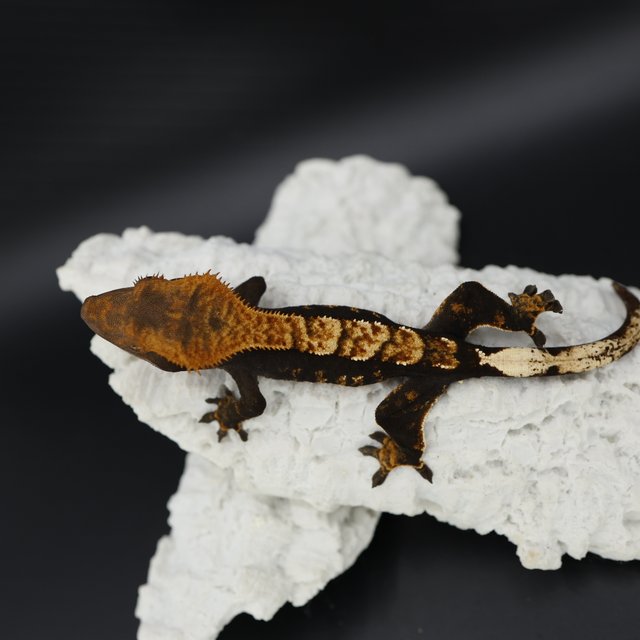 Black Dark Tangerine Halloween Flame