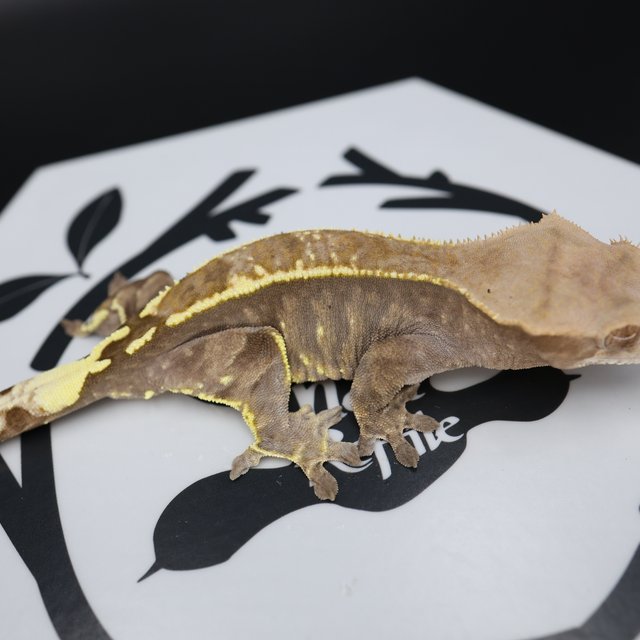 Normal Cappuccino White Spot Full Pinstripe White Pin