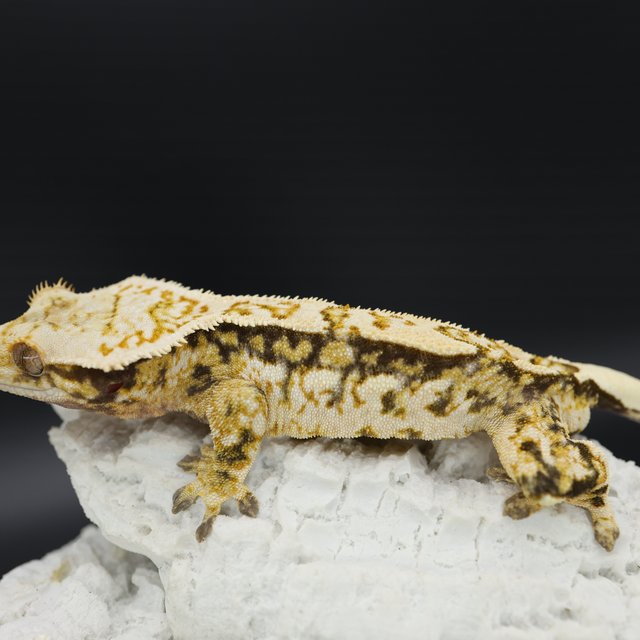 Pinstripe Quad Tri White Crown White Pin Extreme Harlequin