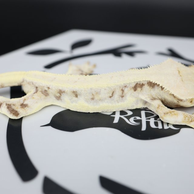 Lilly White White Spot Drippy Solid Back White Pin